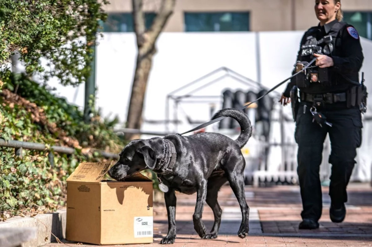 Detection dog