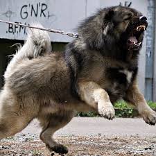 Caucasian Shepherd