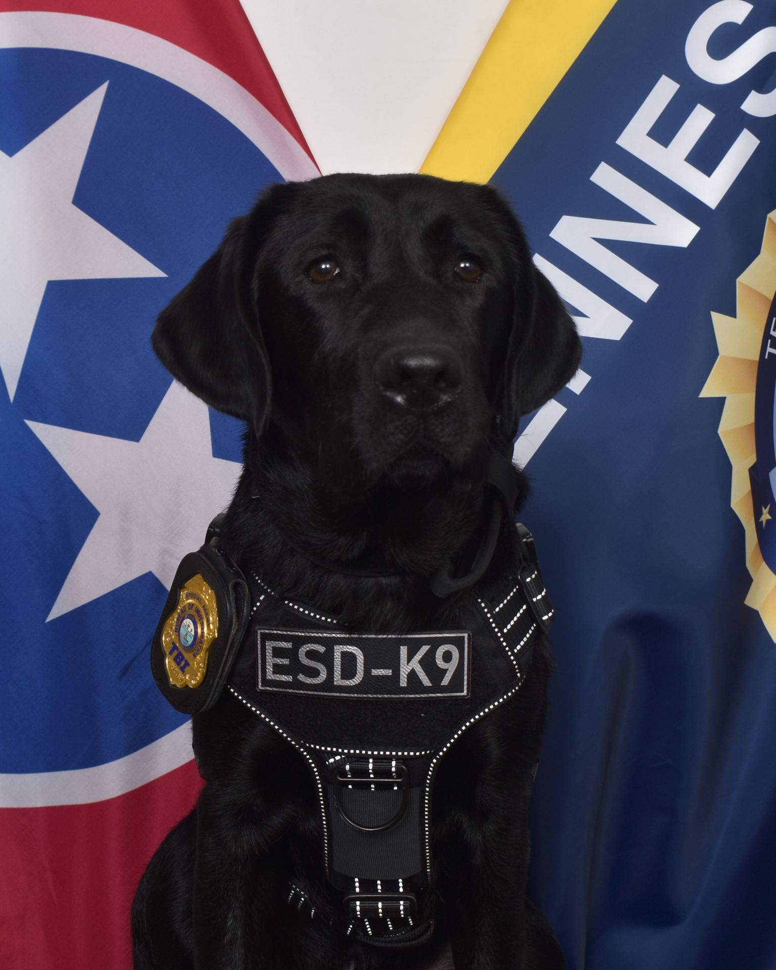 Detection Labrador