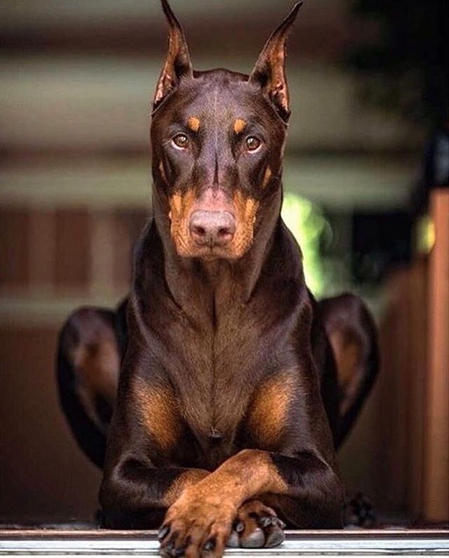 doberman