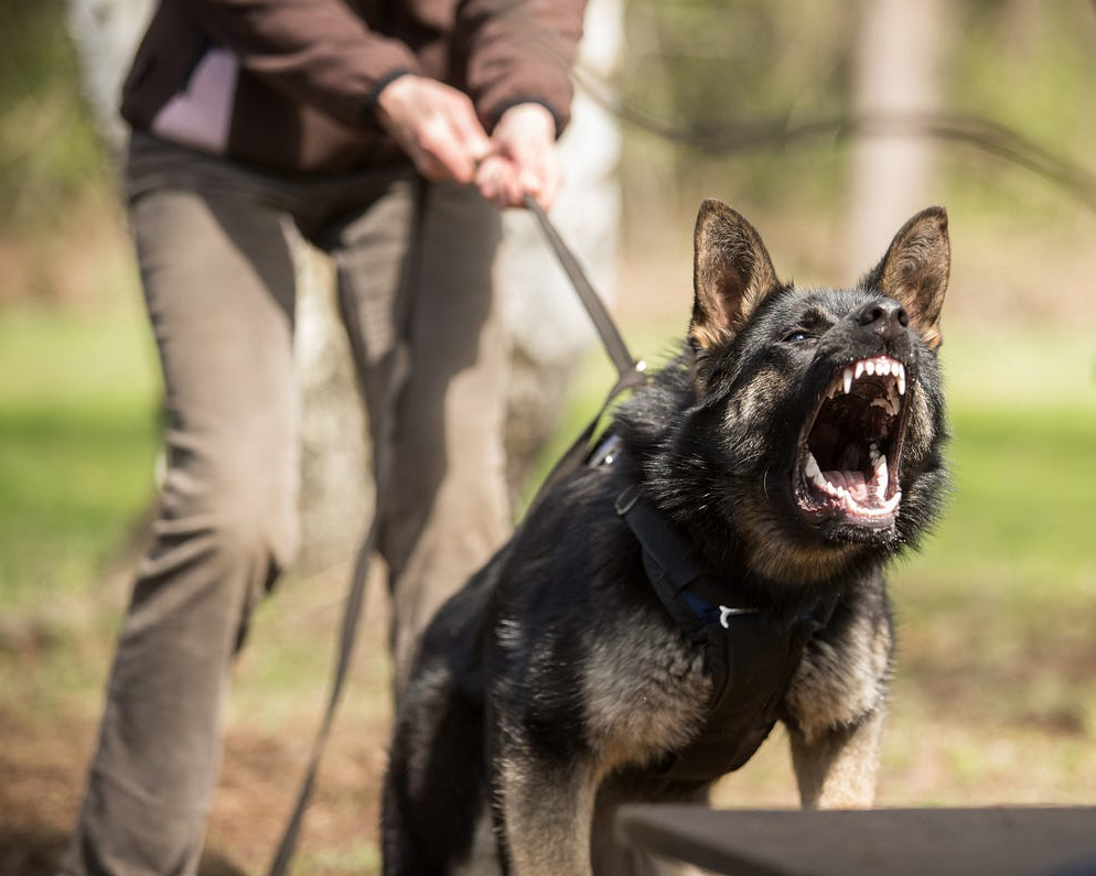 Security Dog