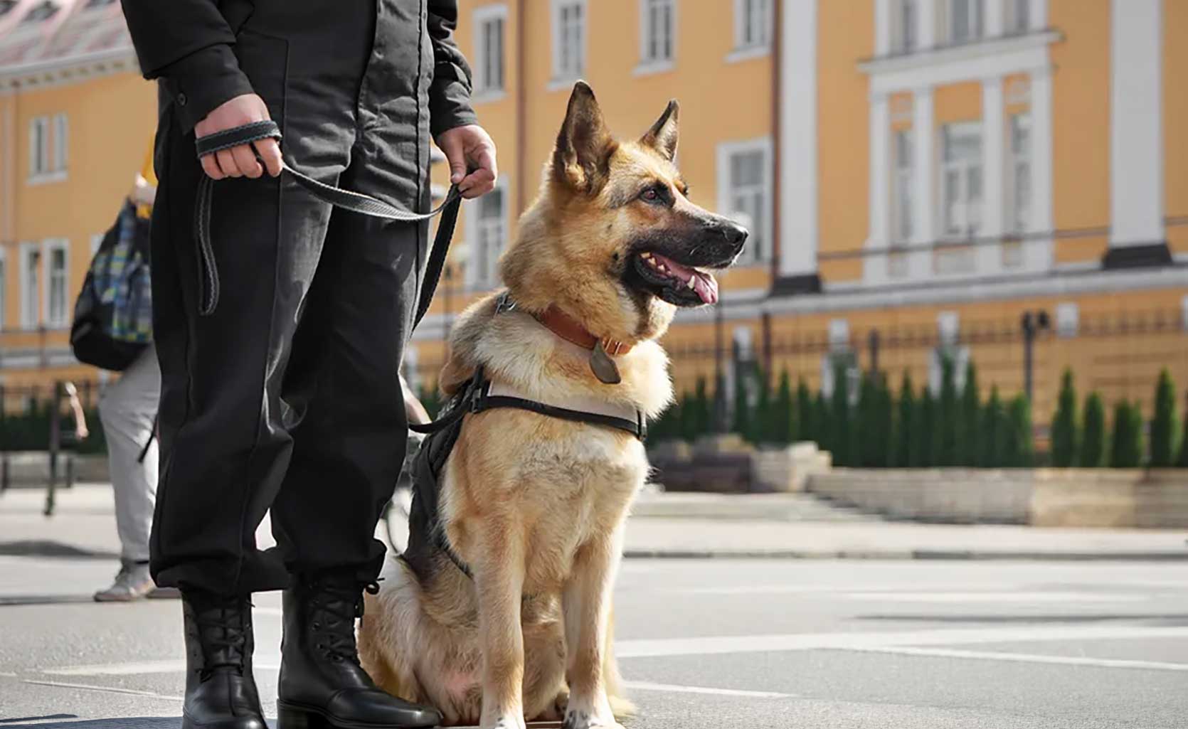 protection dogs