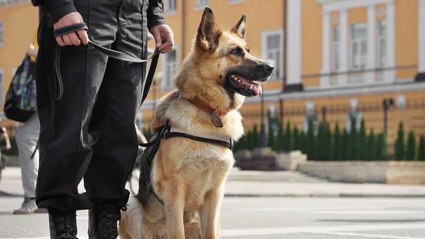 protection dogs