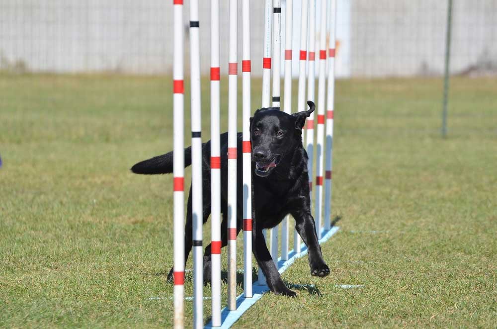 Training Agility
