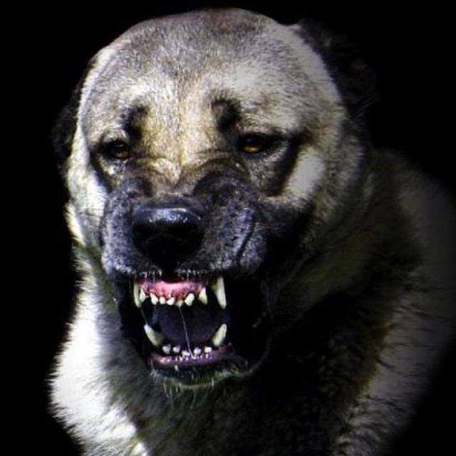 turkish kangal