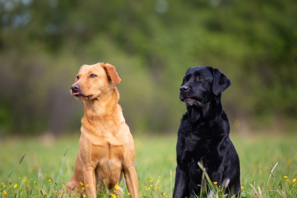 Two Labrador Retriever dogs, yellow and black, sit obediently on the grass