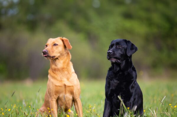 Two Labrador Retriever dogs, yellow and black, sit obediently on the grass