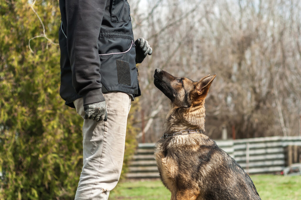 Protection Dog