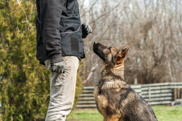 Protection Dog